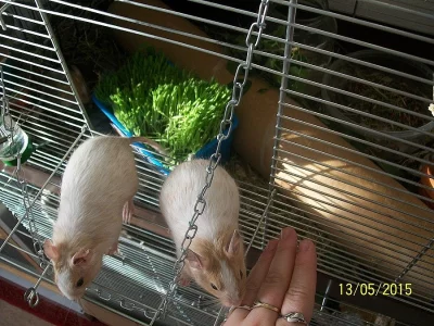 Pískový a pískovo/bílý osmák degu.