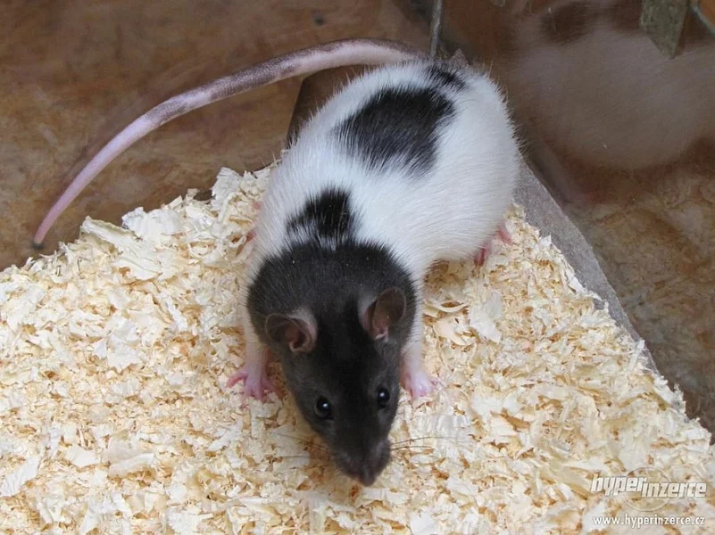 Potkan - samice - daruji