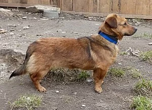 Nalezená kříženka jezevčíka Marlenka