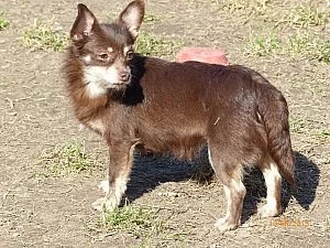 Kříženka čivavy Zoe hledá domov