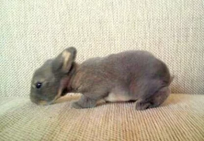Prodám králíčky - mláďata