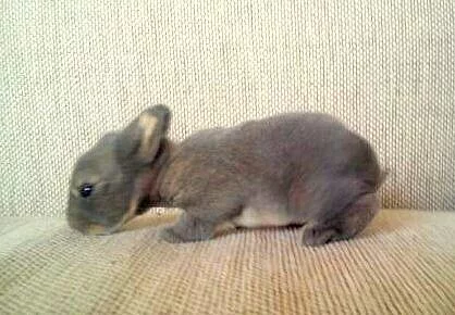 Prodám králíčky - mláďata