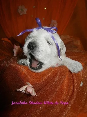 Knírač malý bílý nádherná štěňátka.