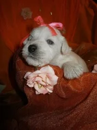 Knírač malý bílý nádherná štěňátka.