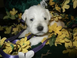 Knírač malý bílý nádherná štěňátka.