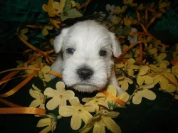 Knírač malý bílý nádherná štěňátka.