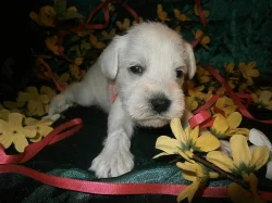 Knírač malý bílý nádherná štěňátka.