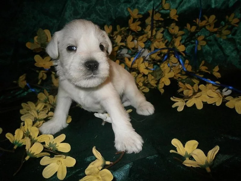 Knírač malý bílý nádherná štěňátka.