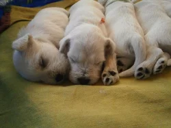 Knírač malý bílý nádherná štěňátka.