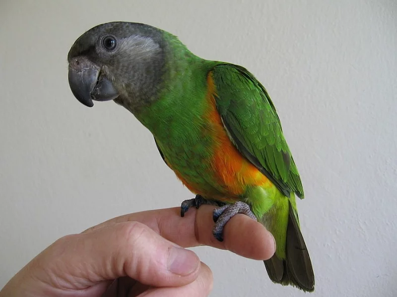 Ara ararauna a Papoušek senegalský