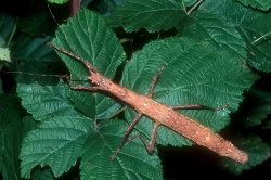 Prodám zajímavé strašilky