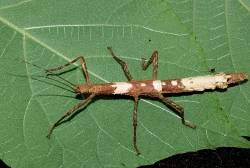 Prodám zajímavé strašilky