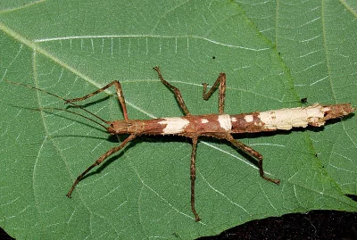 Prodám zajímavé strašilky