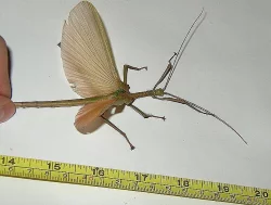 Prodám zajímavé strašilky