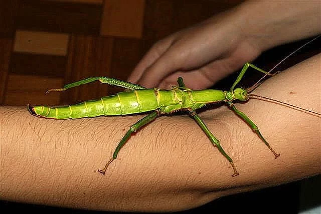 Prodám zajímavé strašilky