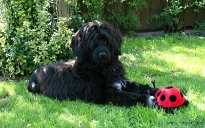 Portugalský vodní pes