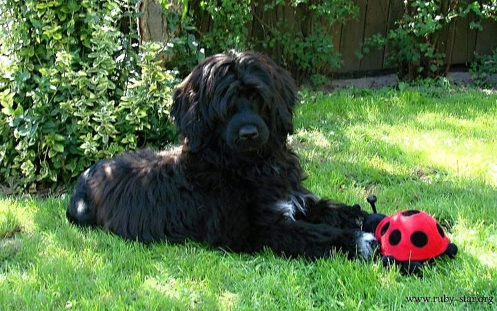 Portugalský vodní pes