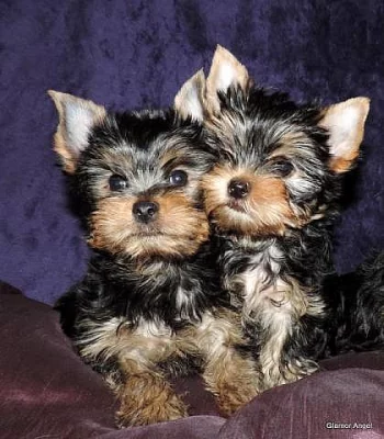 Jorkšírský teriér