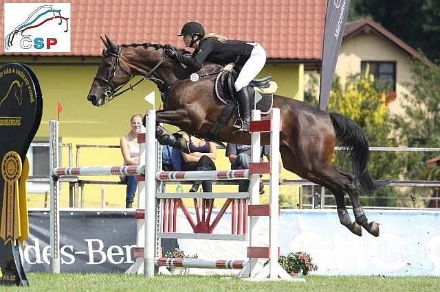 Hodná klisna do sportu