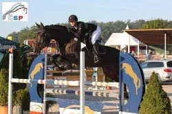 Hodná klisna do sportu