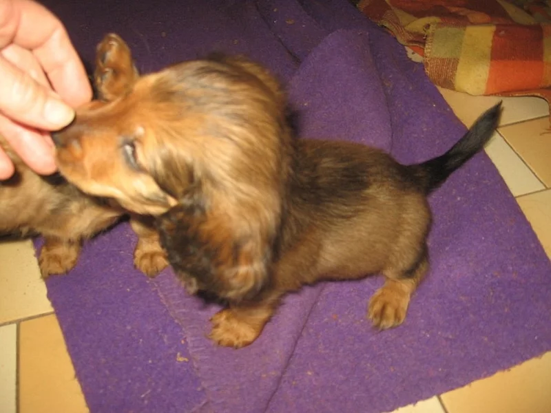 jezevčík dlouhosrstý standard červený