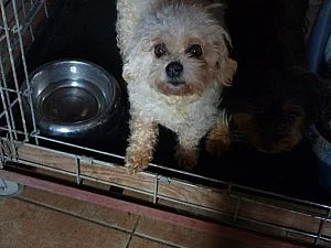 Mladá fenka boloňáčka Xanty