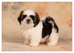 Shih Tzu štěňátka