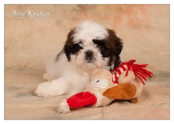Shih Tzu štěňátka