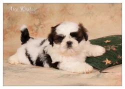 Shih Tzu štěňátka