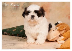 Shih Tzu štěňátka