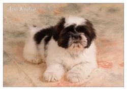 Shih Tzu štěňátka