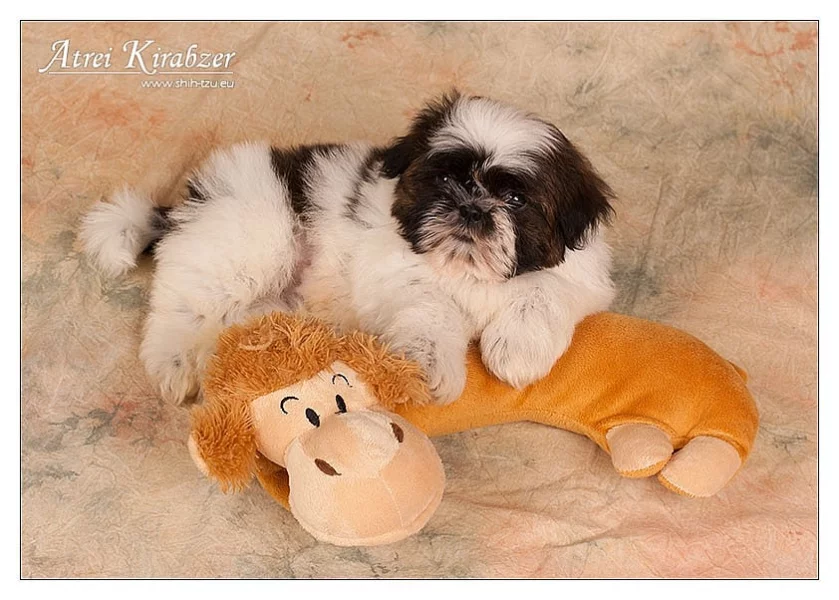 Shih Tzu štěňátka