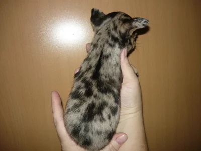 Čivava kr. fenka  bez PP