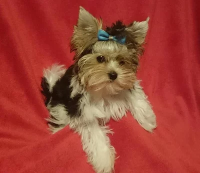 Biewer yorkshir terier bez PP