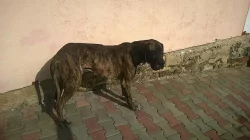 Daruji německou dogu  - psa