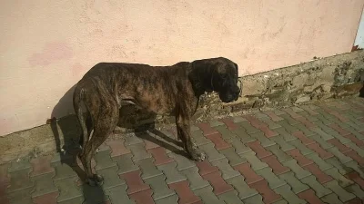Daruji německou dogu  - psa