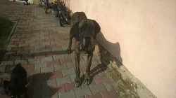 Daruji německou dogu  - psa