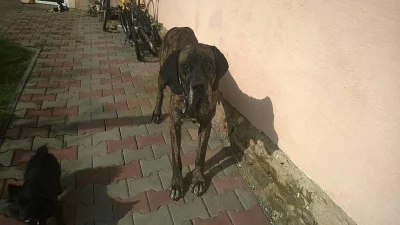 Daruji německou dogu  - psa