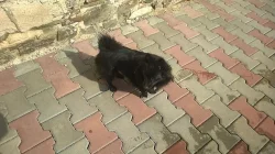 Daruji Německého špice fenku