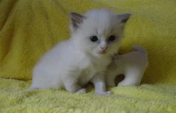 koťátka plemene Ragdoll s PP
