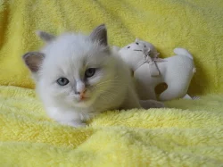 koťátka plemene Ragdoll s PP