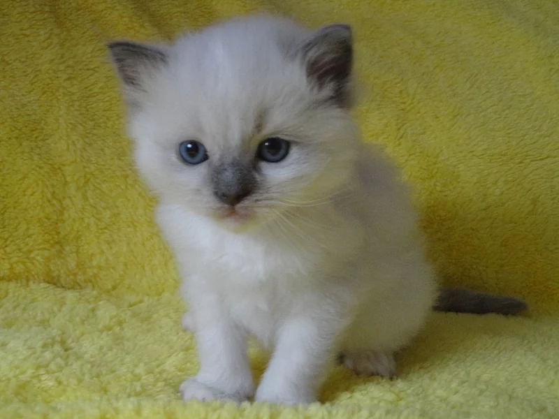 koťátka plemene Ragdoll s PP