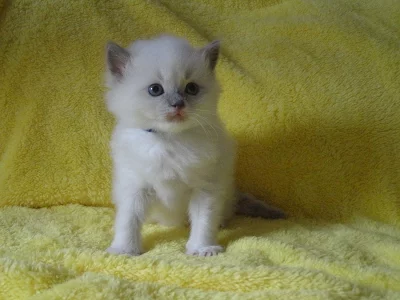 koťátka plemene Ragdoll s PP