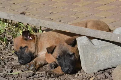Prodej štěňat - belgický ovčák Malinois