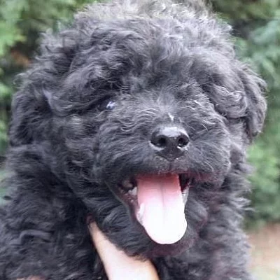 štěňátka kříženců