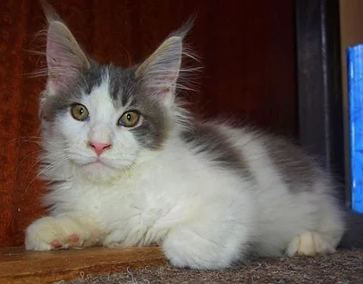 Mainská mývalí koťátka s PP - kocourek