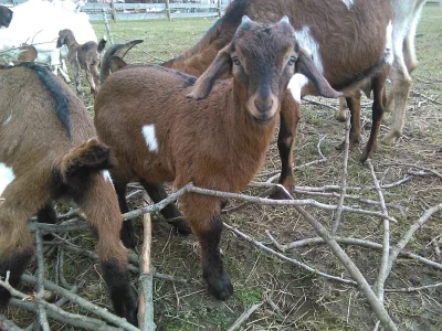 Velikonoční kůzlata