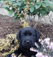 Štěňata labradorského retrievera