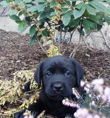 Štěňata labradorského retrievera