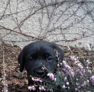 Štěňata labradorského retrievera